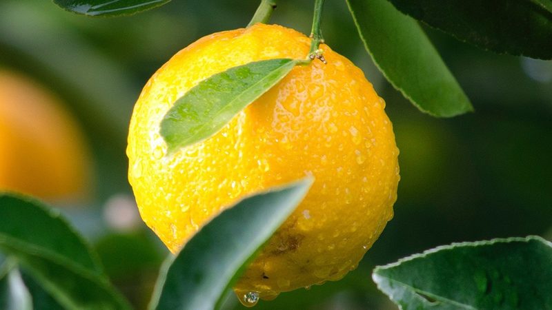 引物合成质量检测：标准与关键点解析**